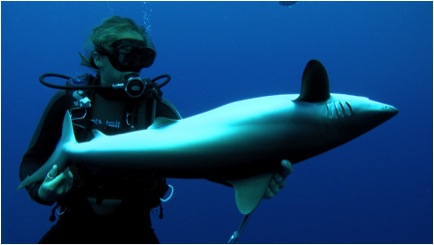 Madison Stewart holding silky shark in &#039;tonic immobility&#039;