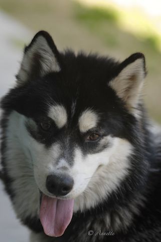 Husky Sidney ready for adoption