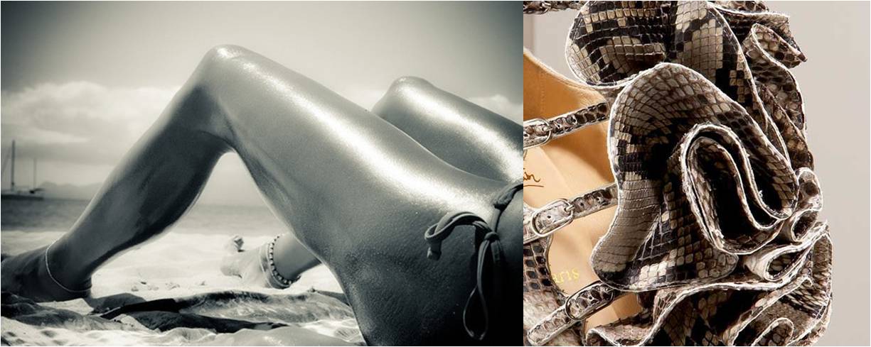 skin & scales