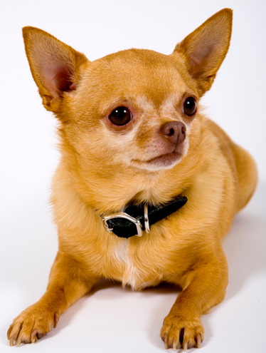 ChiliBeyonce, Stylish Chihuhua