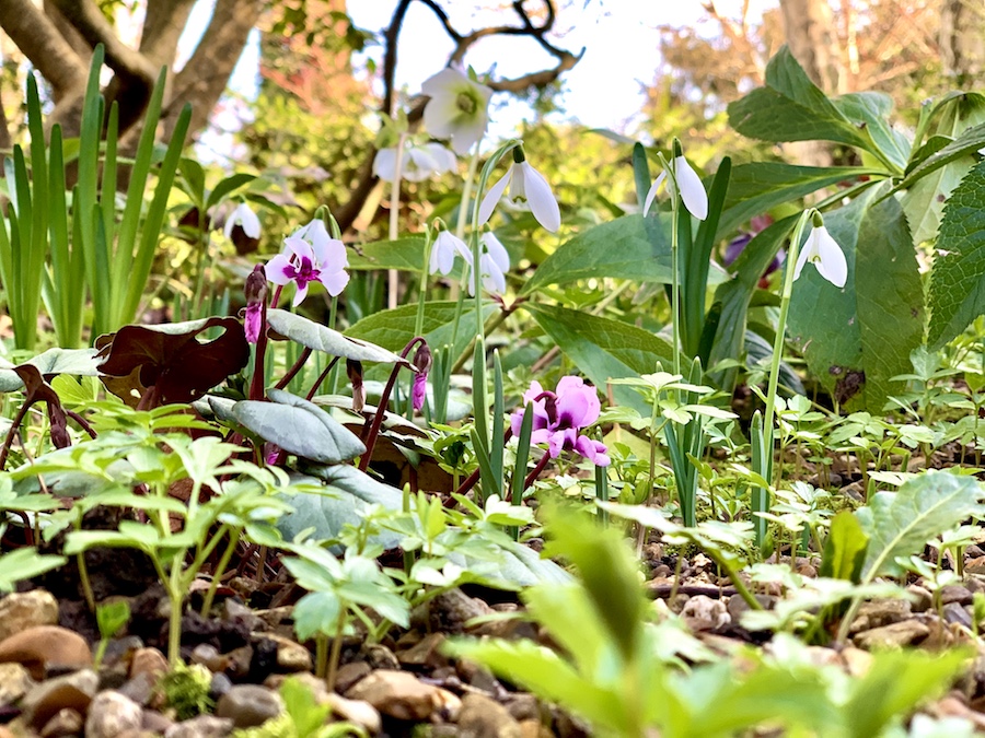 Thanks to careful restoration work, long dormant snowdrops and other bulbs are blooming after many years.