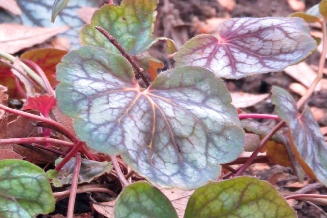 Heuchera Green Spice spices up the winter garden.