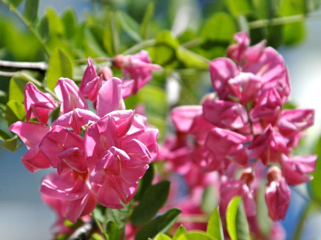 The blossoms of pink honey locust planted by Trees for Georgetown this year