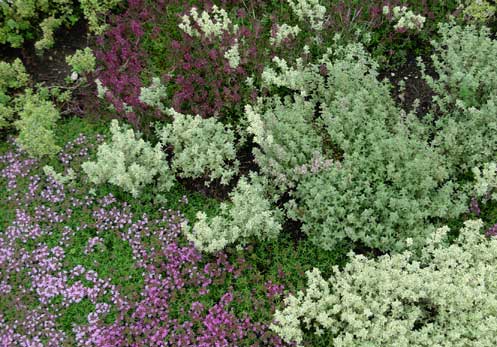 Thyme comes in variegated and solid green models