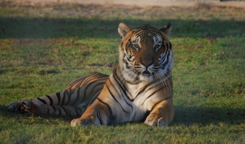 A resident of the sanctuary