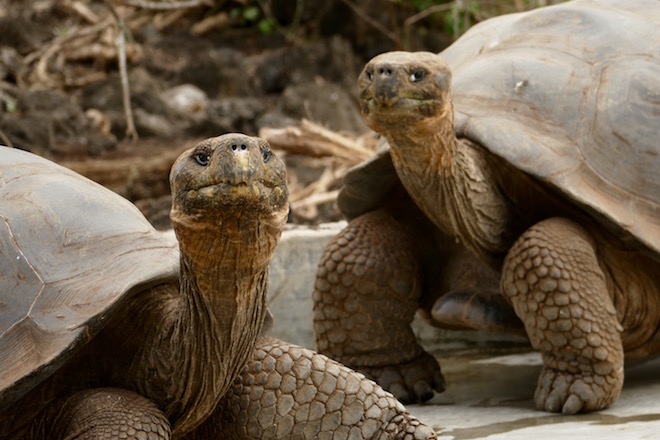 Giant tortoises on Santa Cruz Island