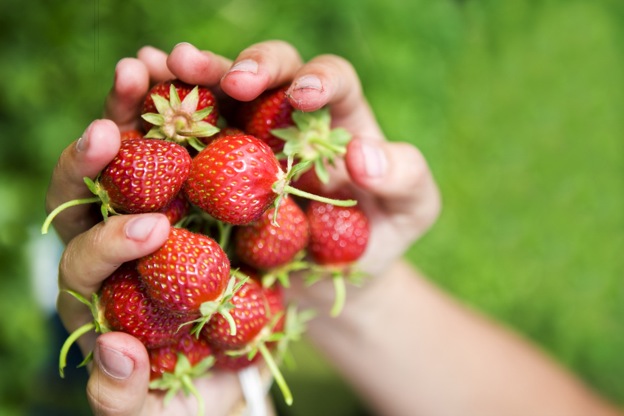 Spring Strawberries