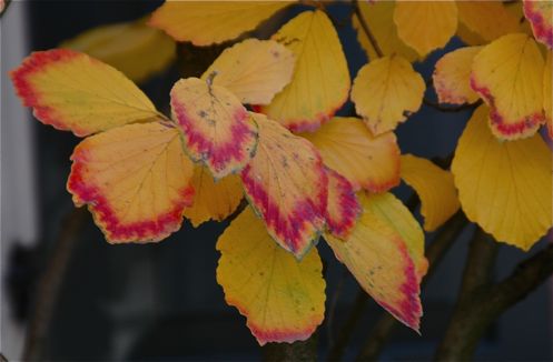 The red tipped autumn leaves of a winter blooming witch hazel.