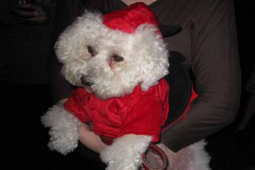 Just one of the many examples of fine doggie dressing