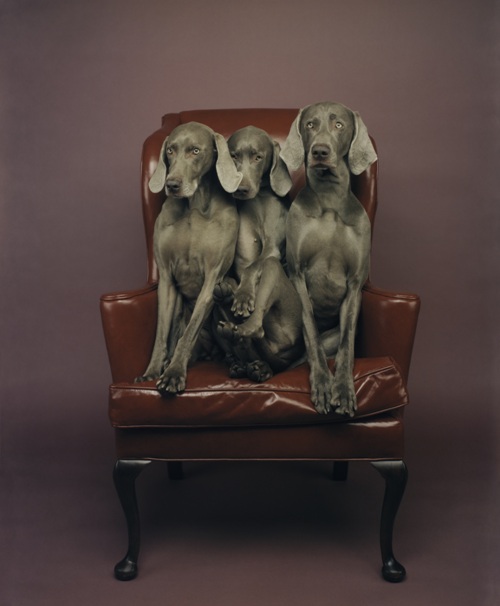 William Wegman