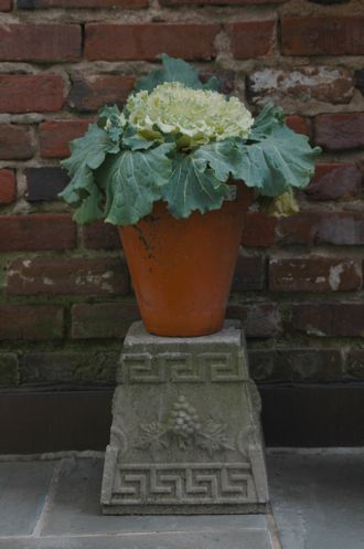 White cabbages and kales look fabulous in terracotta pots.