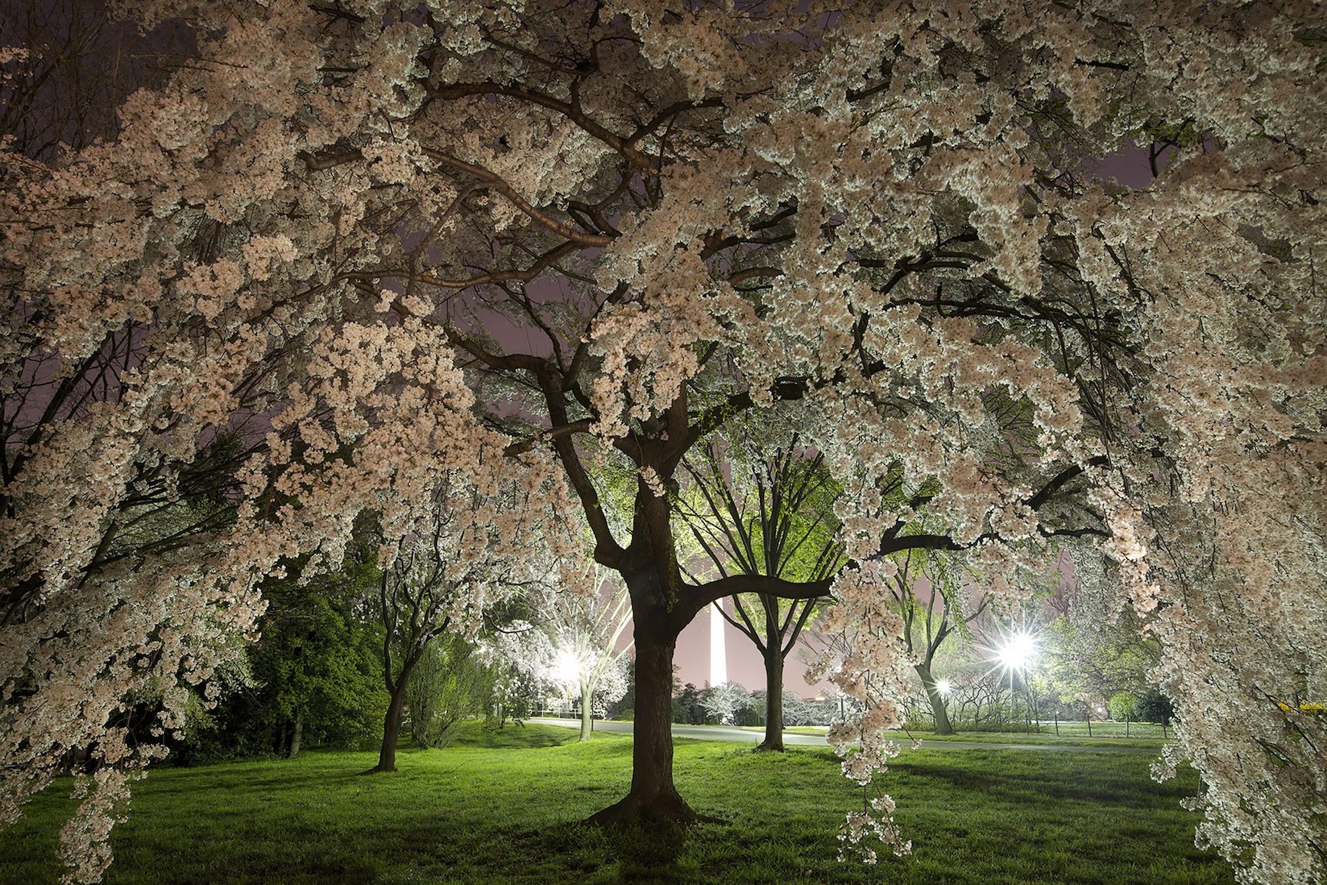 Cherry Blossoms