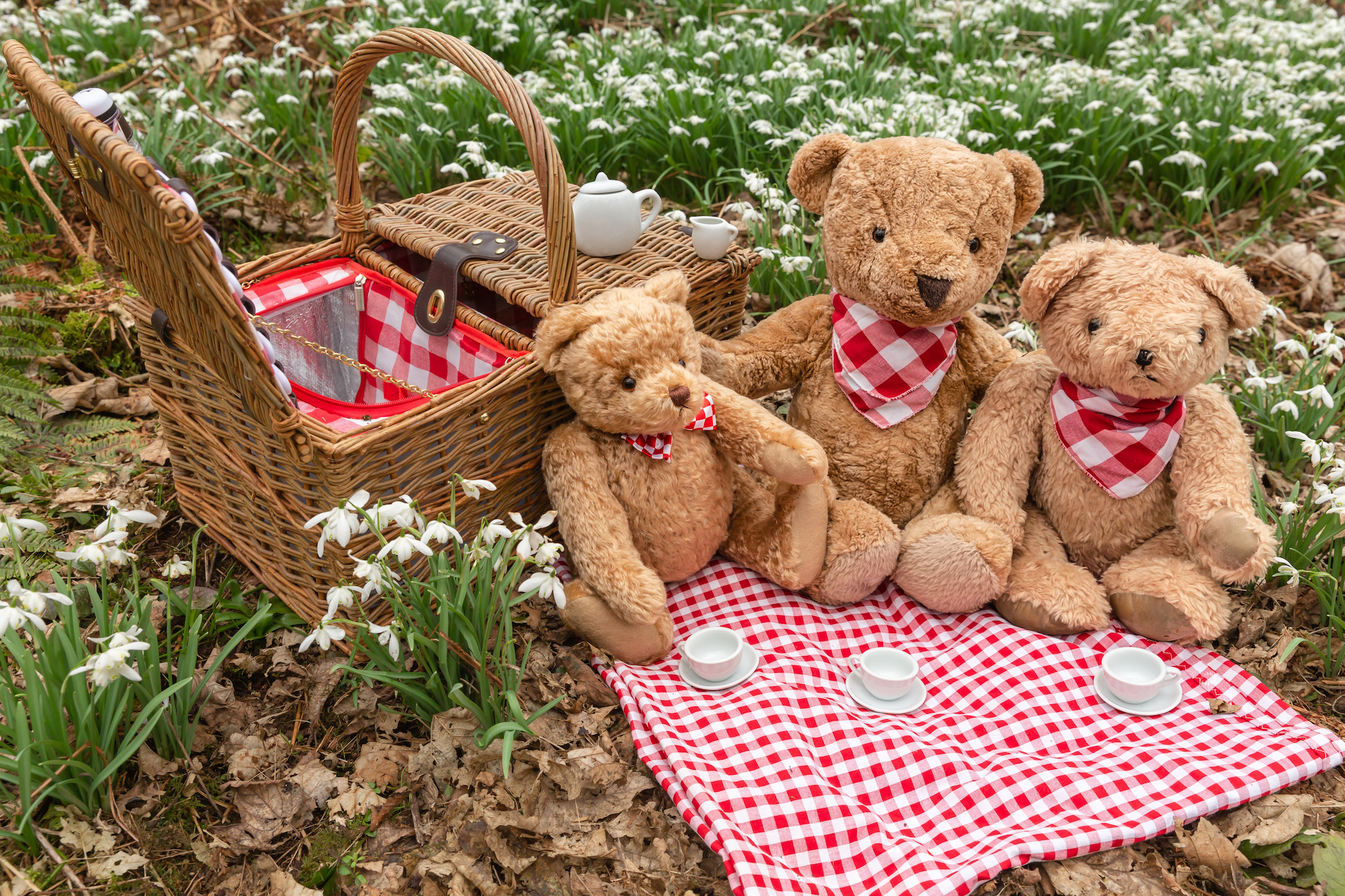 Teddy Bear Picnic