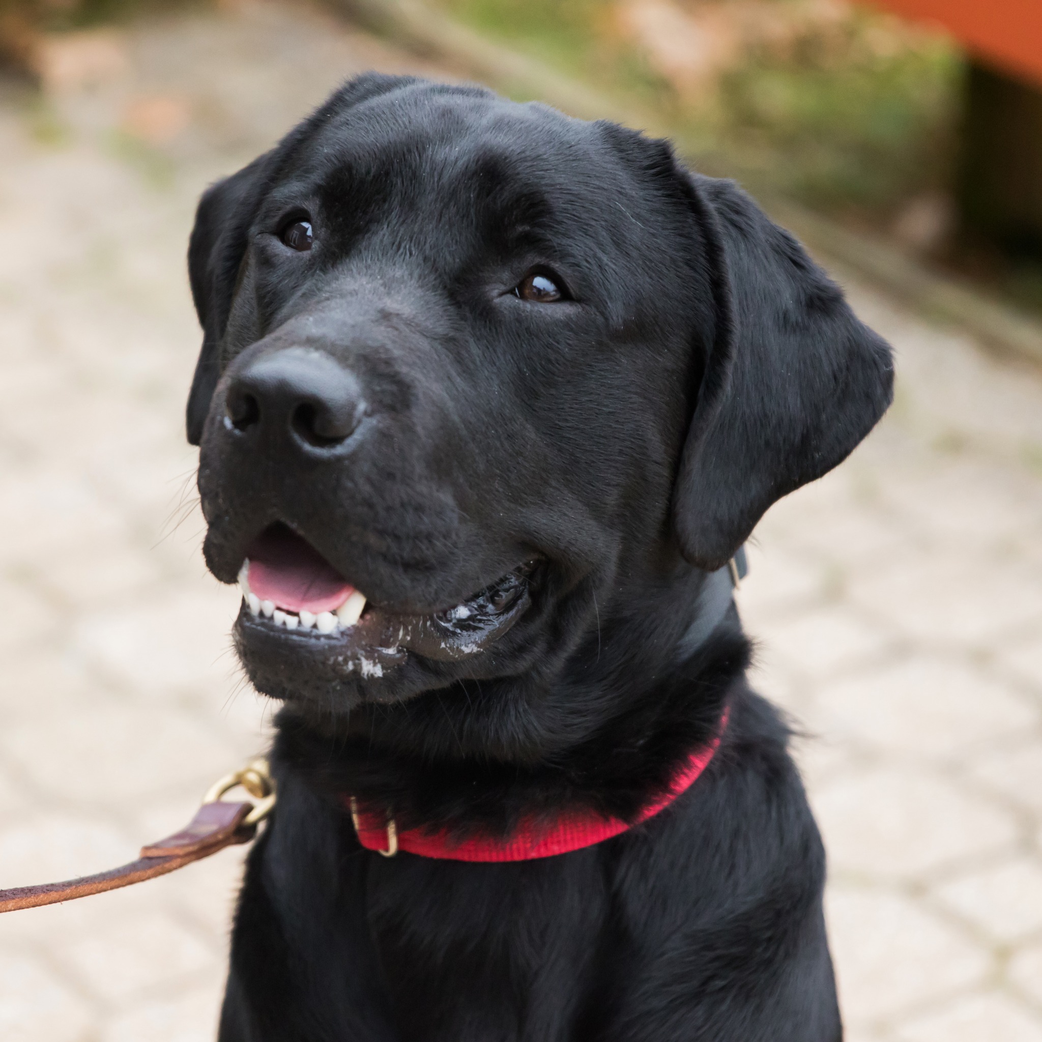 America's VetDogs