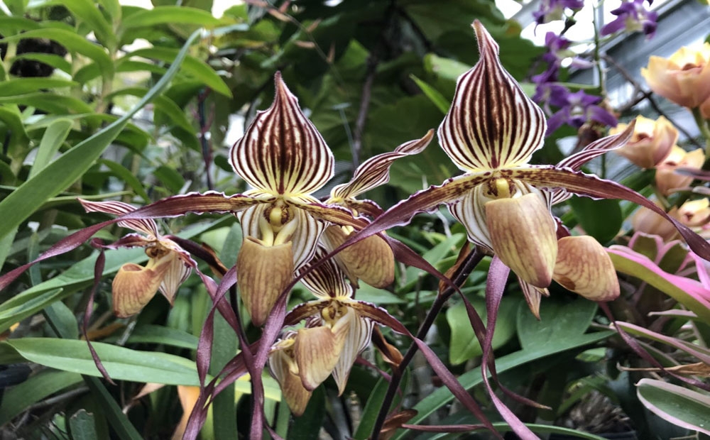 Pathiopedilum Moustache 'Pisgah'