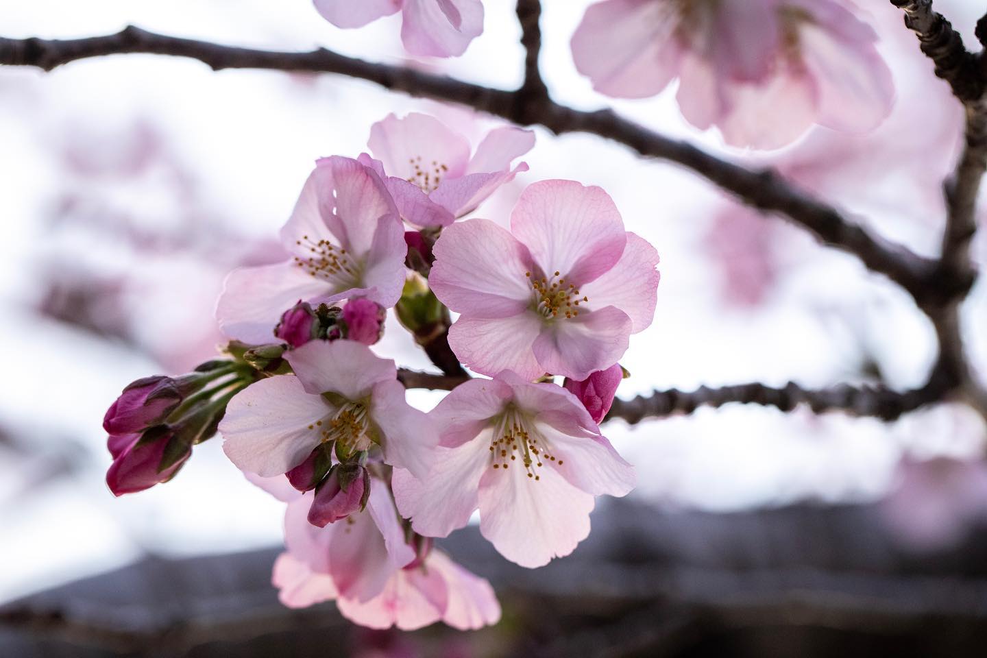 Cherry Blossoms