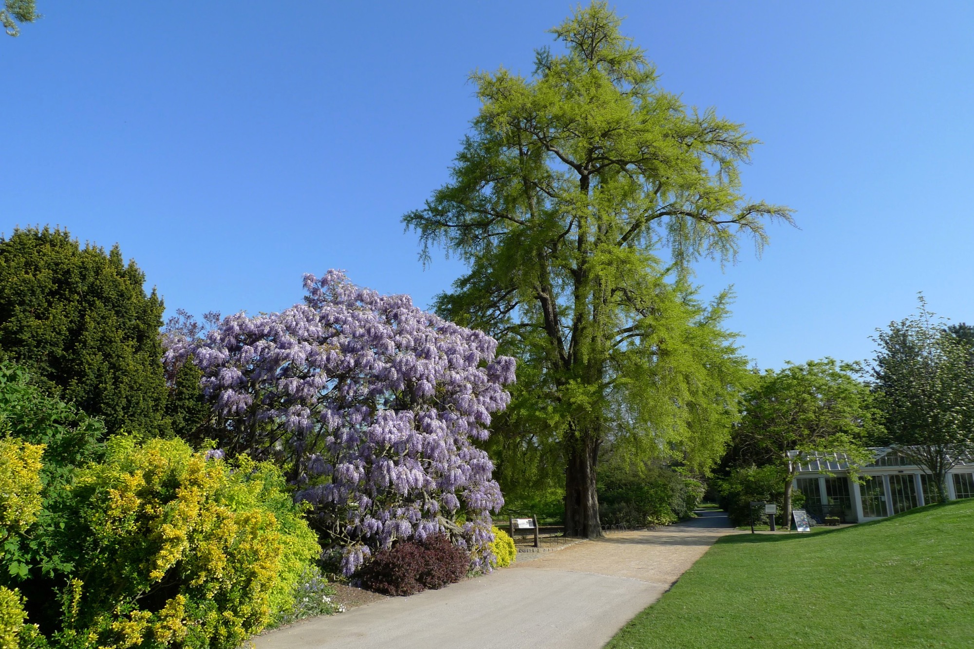 Ginkgo Biloba Old Lion