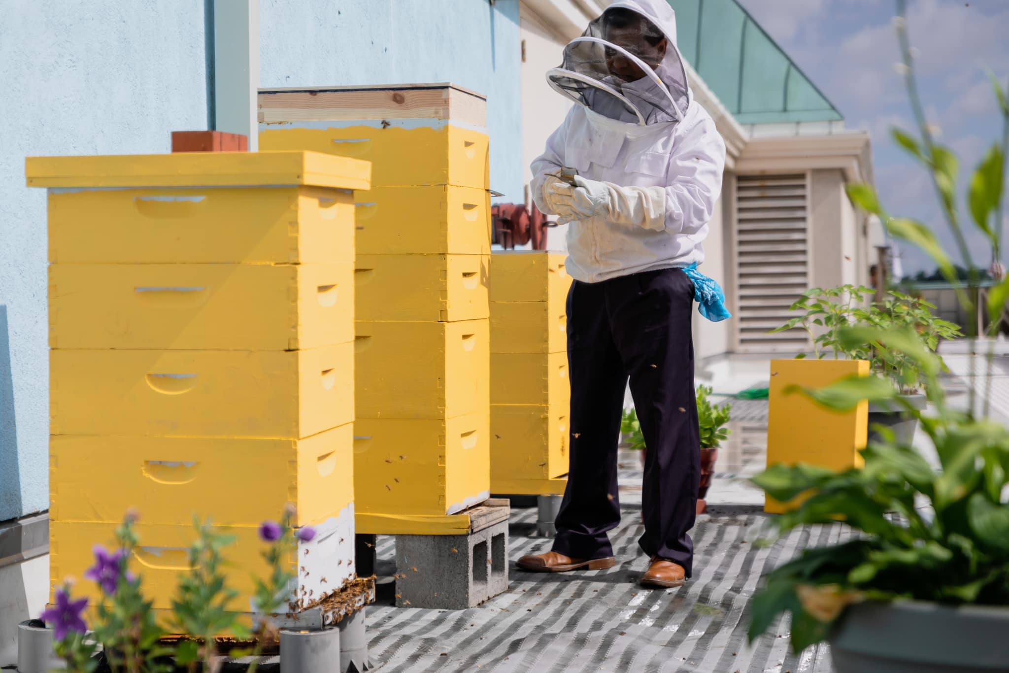 Rooftop Honey bees