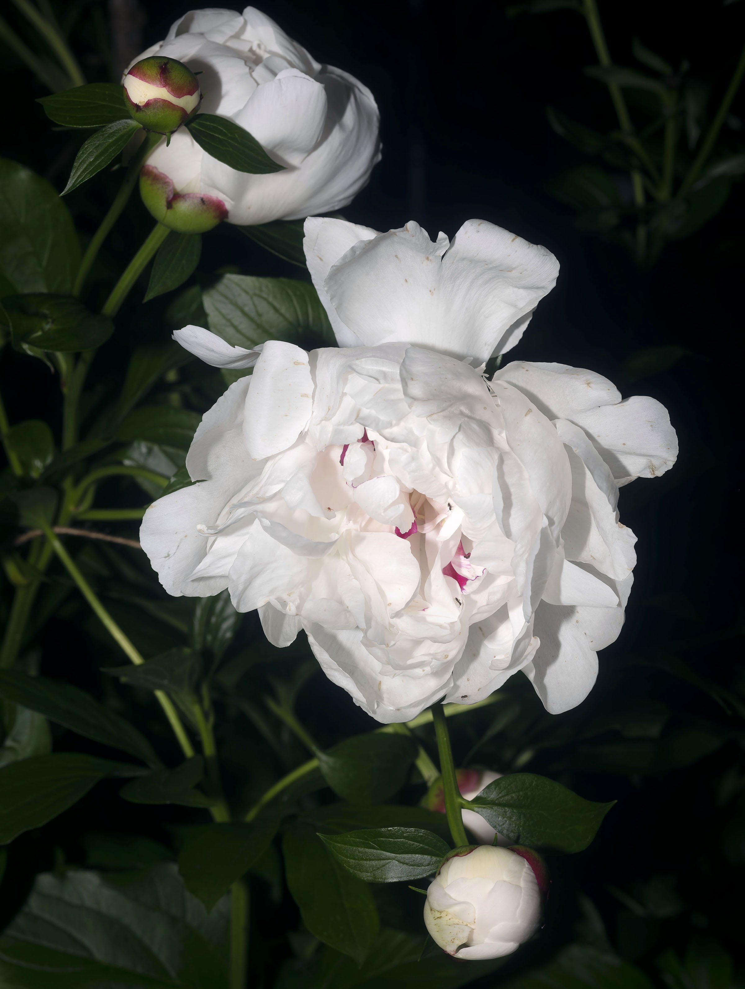 Untitled No.3464 (Peony 1) Summer Quarters  