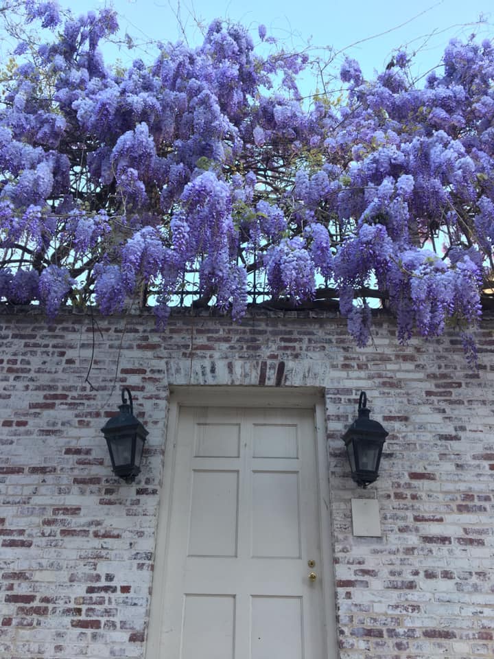 Georgetown Garden Tour