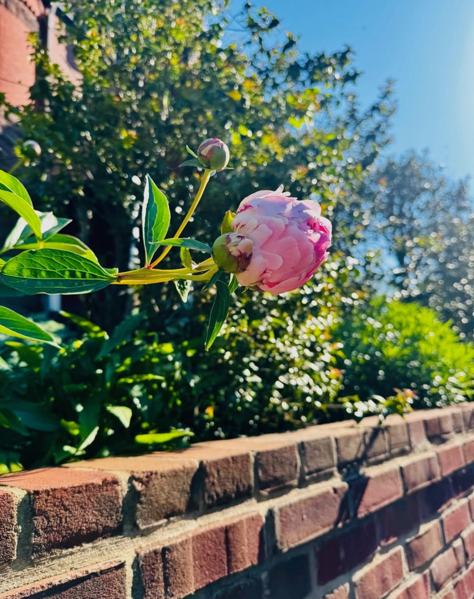 Georgetown Garden Tour