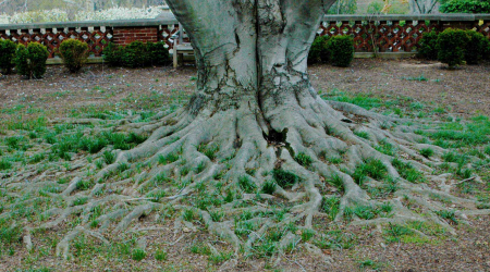 The beech tree on Dumbarton&#039;s Beech Terrace is a living sculpture.