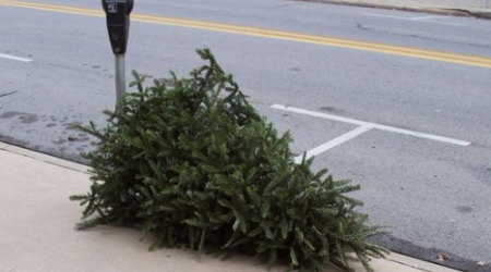 Leave your Christmas trees on the sidewalk from now until January 14th so they can be recycled.