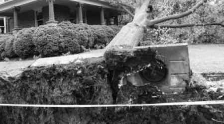 The city fielded 236 reports of tree damage. This tree fell at the home of a Palisades advisory neighborhood commissioner.