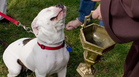 The blessing of a pet dog