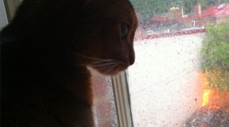 Even my cat is anxiously waiting for spring to arrive!