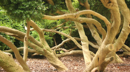 Boxwood Ellipse at Tudor Place