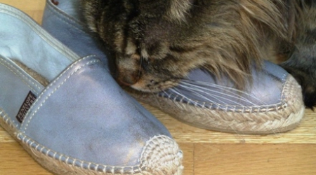 Baci inspecting author's espadrilles