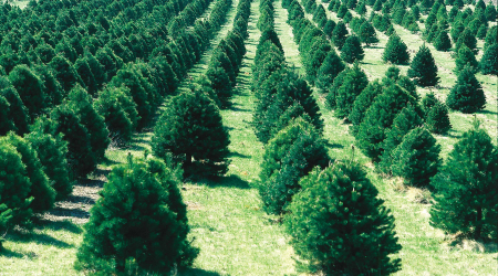 The Georgetown Dish image