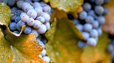 Concord Grapes