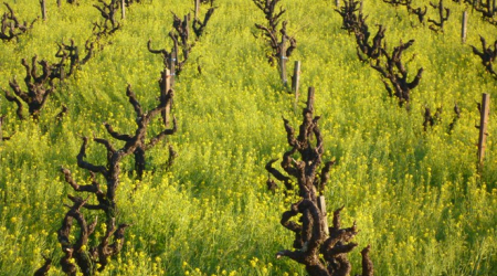 Good Use of Cover Crops in Napa Valley