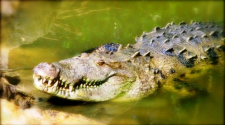 americancrocodilesanctuary.org/