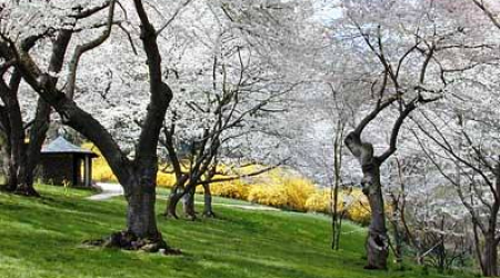 Cherry blossoms at Dumbarton Oaks