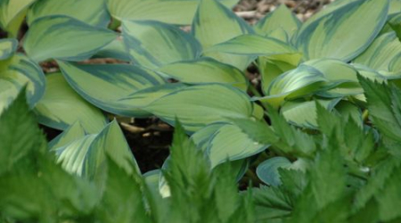Blue green hostas are a great comlement to pale yellow.
