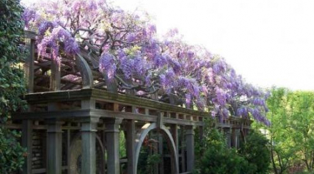 Dumbarton house gardens