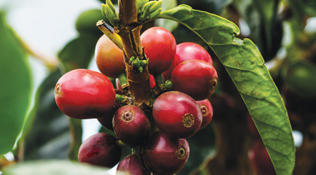 Tanzania Mbeya Watson Legembu