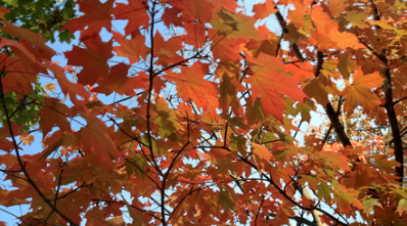 Autumn Leaves in Georgetown
