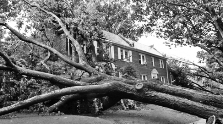 Irene’s high winds toppled dozens of D.C. trees over the weekend, including one at this 39th Street home in Glover Park.