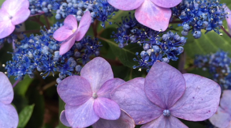 My Lacey Hydrangeas at the Height of their Glory Last Year