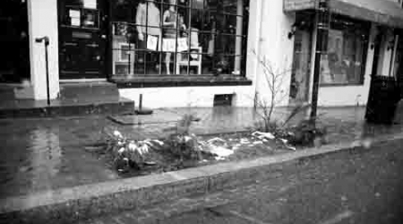 Several tree boxes along Wisconsin Avenue and M Street are empty because trampled dirt harmed the trees&#039; health.