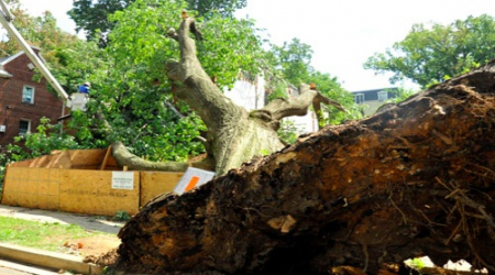 A tree falls in Glover Park