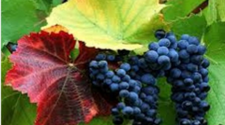 Concord Grapes - in season NOW