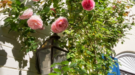 georgetowngardenclubdc.org