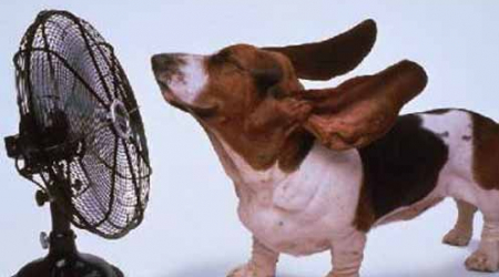 The only hot dogs in DC should be at the ball park