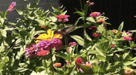 A hummingbird on P Street