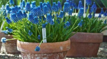 Grape hyacinths look great massed in low, wide pots